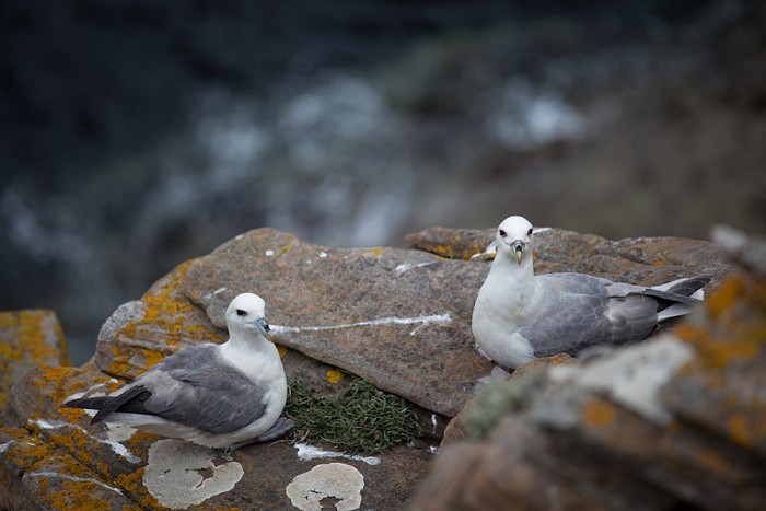 Look at those lovely Fulmars, it's like butter wouldn't melt in their little mouths...  © Rob Greenwood - UKClimbing
