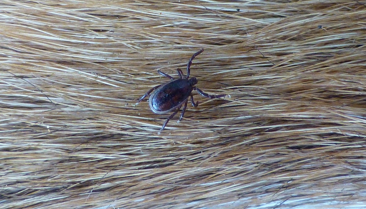Small tick waiting to attach to feed (on a dog)  © Helen Howe