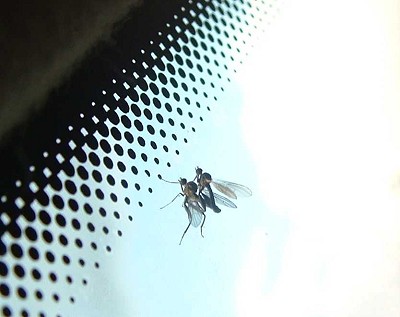 Two flies scaling an overhanging glass Windscreen! WOW! It must be at least V29! "Watch out, man, I'm gonna peel!"  © Gruff