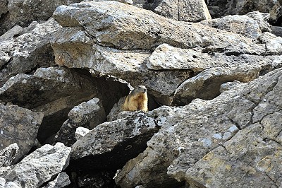 Marmot, Ordesa Valley  © Pietia