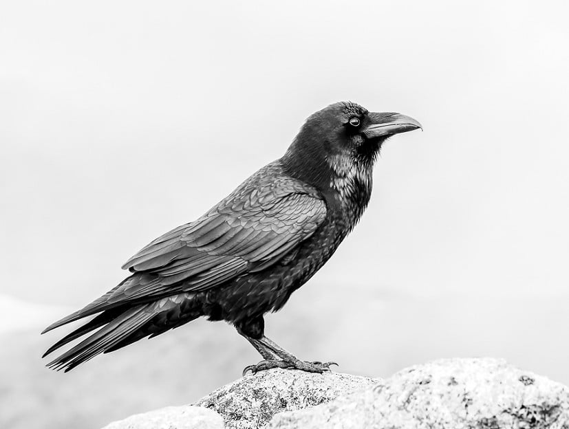 Buachaille Raven  © G. Robertson