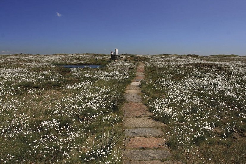 By 2011 the revegetated summit of Black Hill had been transformed  © Moors for the Future Partnership