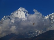 Eagle flying in front of Dhaulagiri I