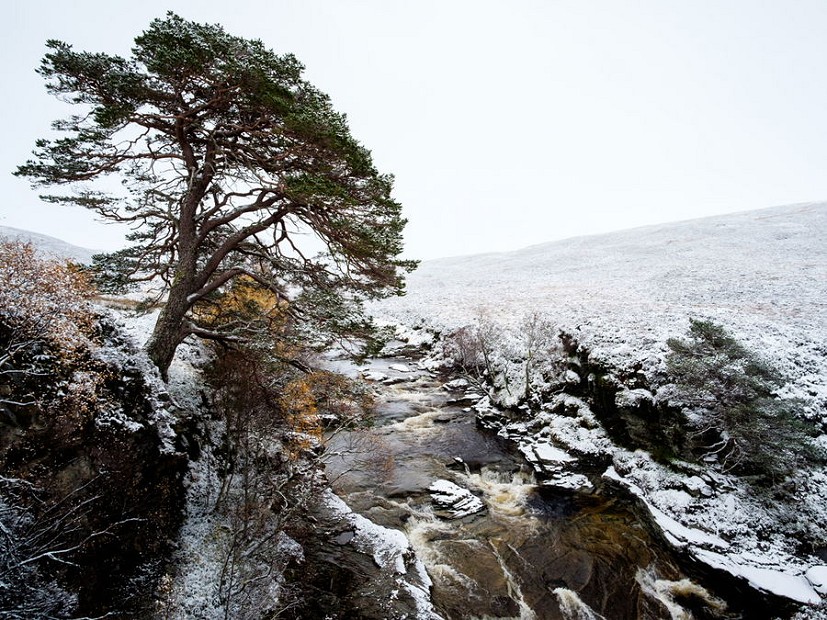 The trees dwindle in upper Glen Feshie, and there's no more shelter for miles  © Alex Roddie