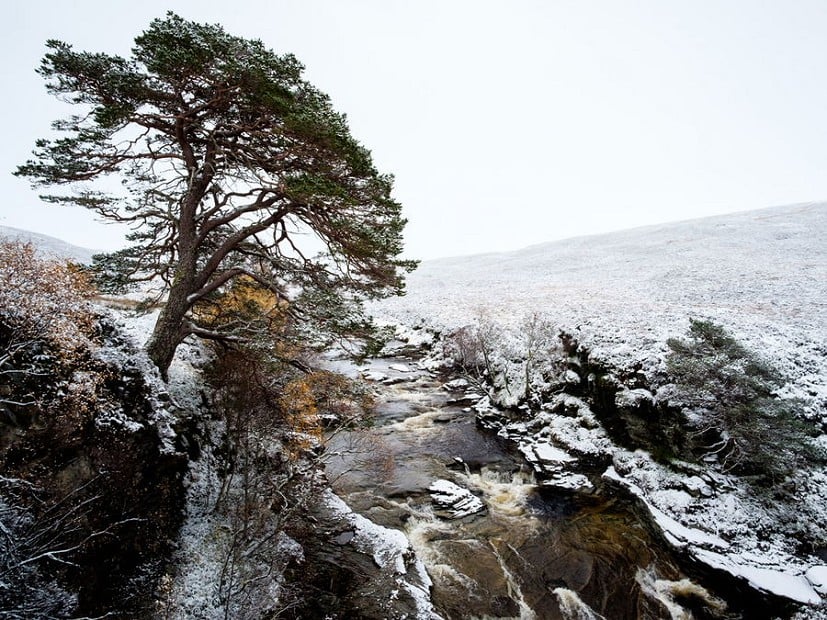 The trees dwindle in upper Glen Feshie, and there's no more shelter for miles  © Alex Roddie