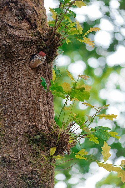 Woodpecker chick  © Chazsands