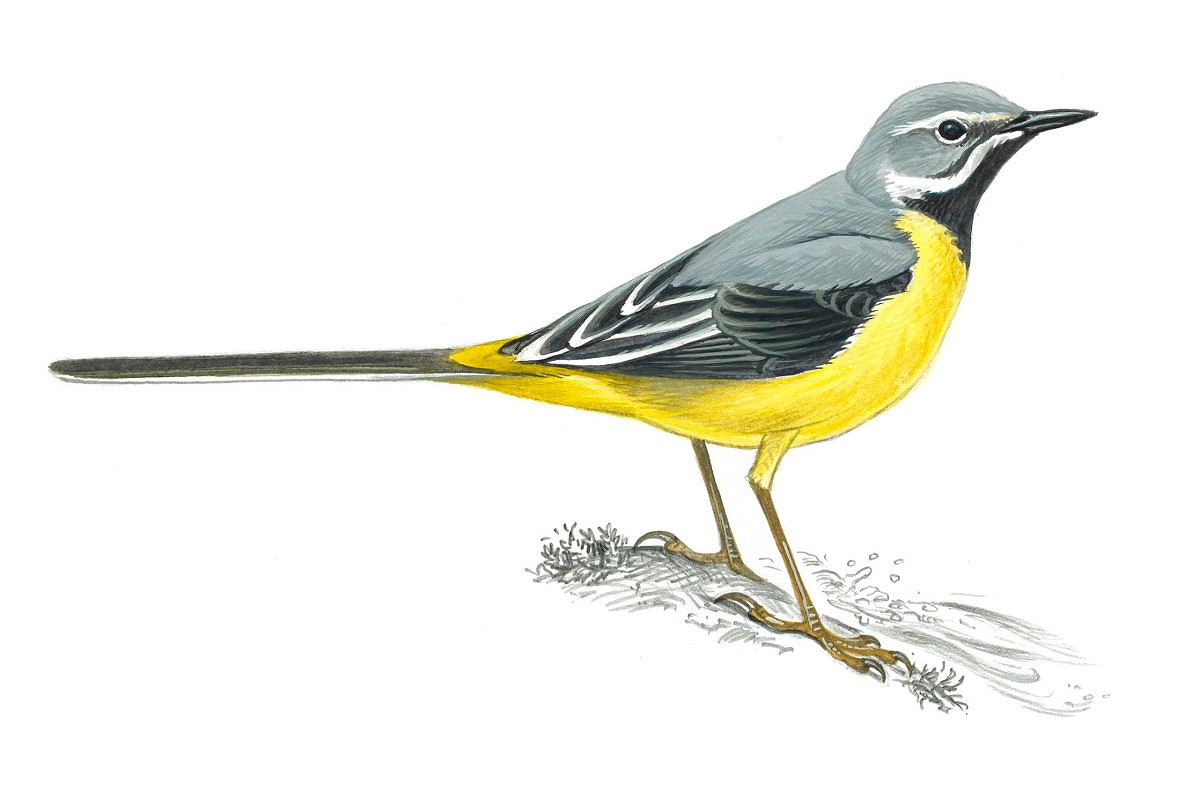 Grey wagtail in summer  © Mike Langman (rspb-images.com)
