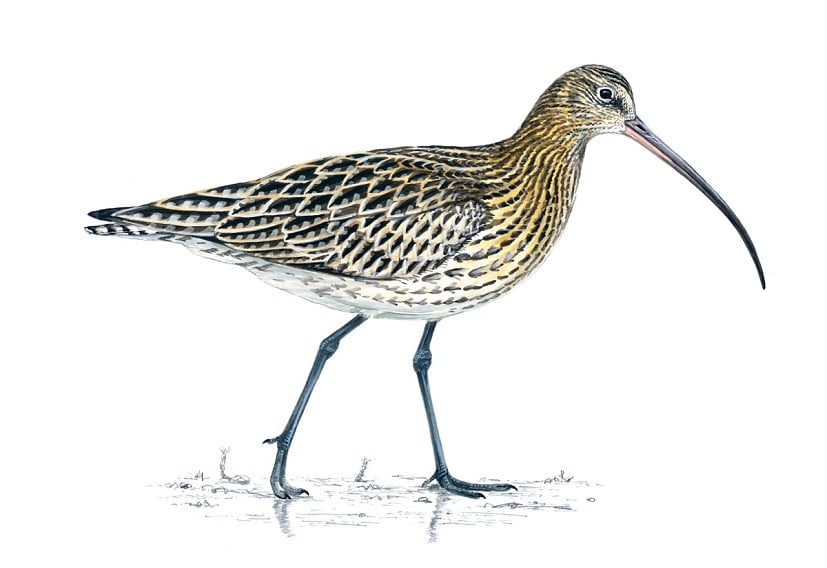 Curlew  © Mike Langman (rspb-images.com)