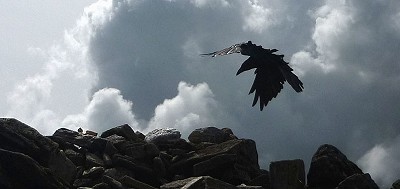 A raven, summit of Ben Lui  © Lankyman