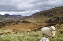 Scenic sheep in Wales