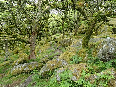 Wistman's Wood - one of three ancient stunted oak woods on Dartmoor.   © Wulfrunian