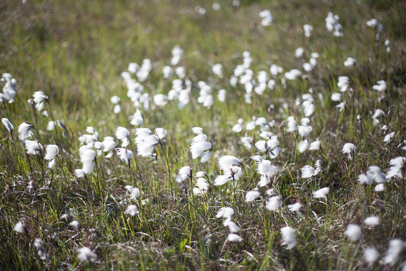 Cotton grass in the fields  © Rob Greenwood - UKC