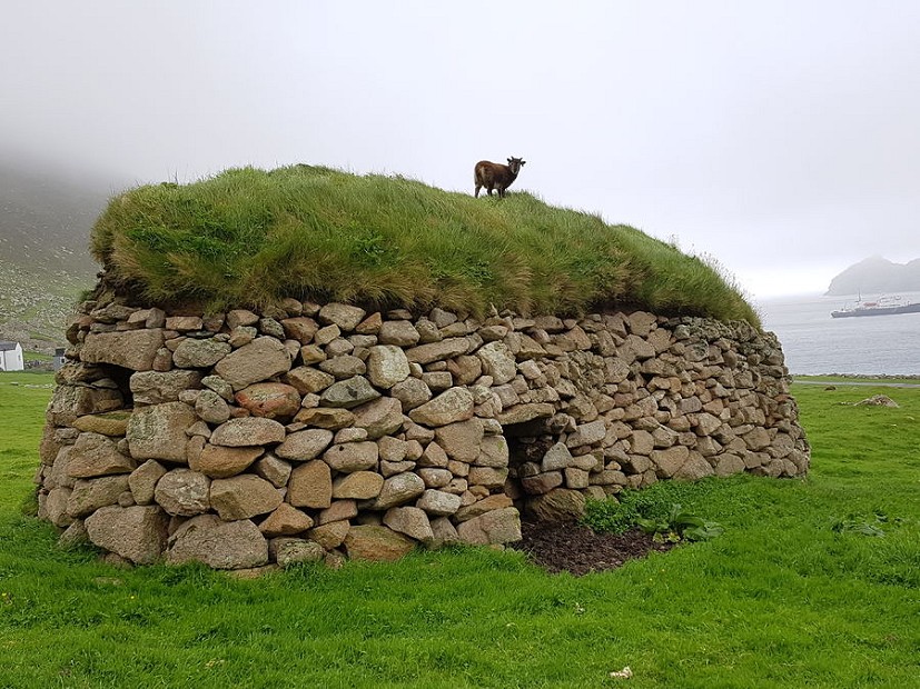 An adventurous Soay sheep on top of a cleit  © Natalie Berry