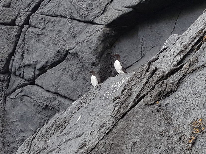 A pair of guillemots and perfect gabbro  © Natalie Berry