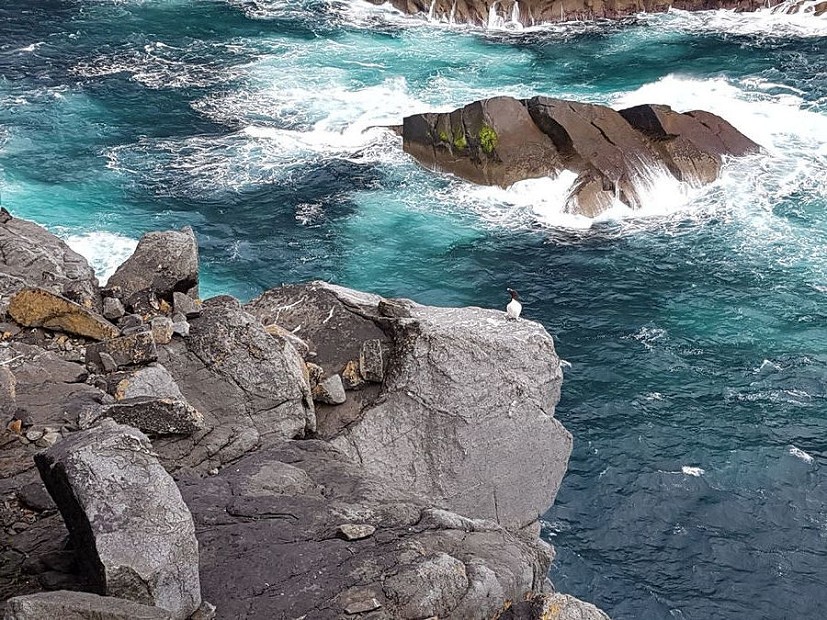 A guillemot watches as we abseil to the foot of Ruabhal  © Natalie Berry