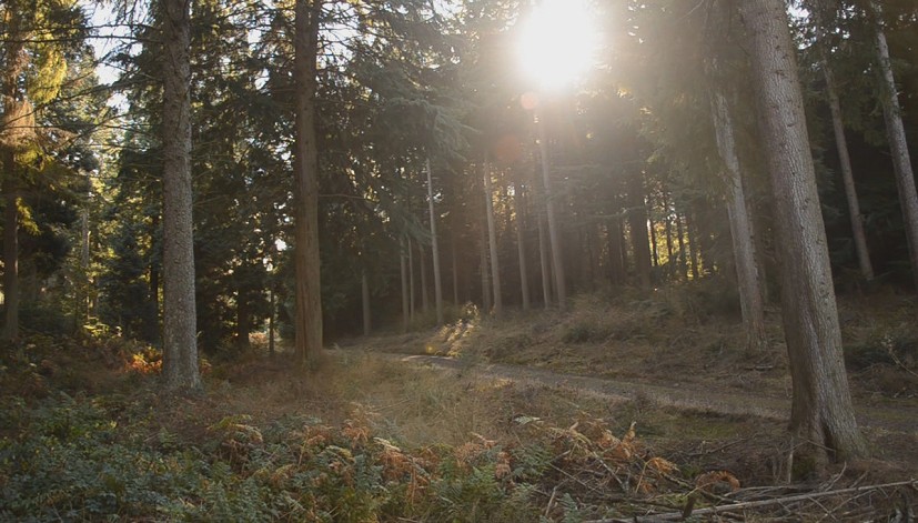 Kyloe in the woods  © Nick Brown
