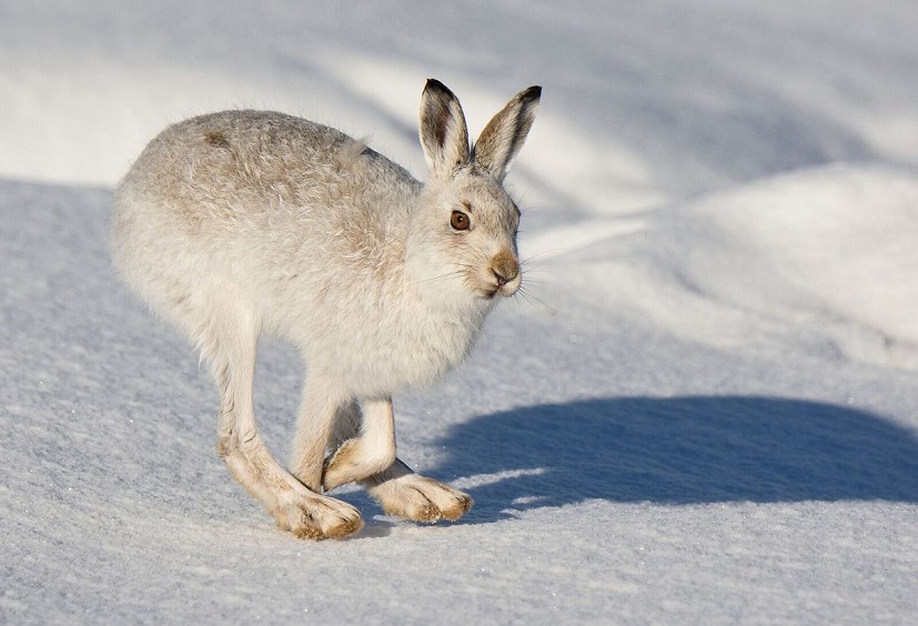 Mountain hares - a common sight on some hills, but are they endangered elsewhere?  © James Roddie