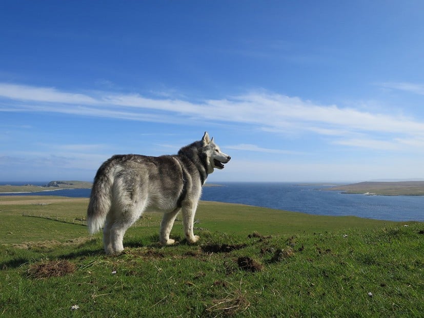 Big Shetland skies and a happy dog.  © Martin Kocsis