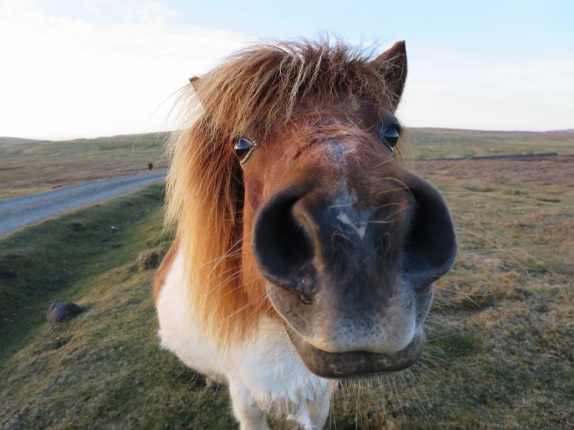 Shetland pony. Why the long face?  © Martin Kocsis