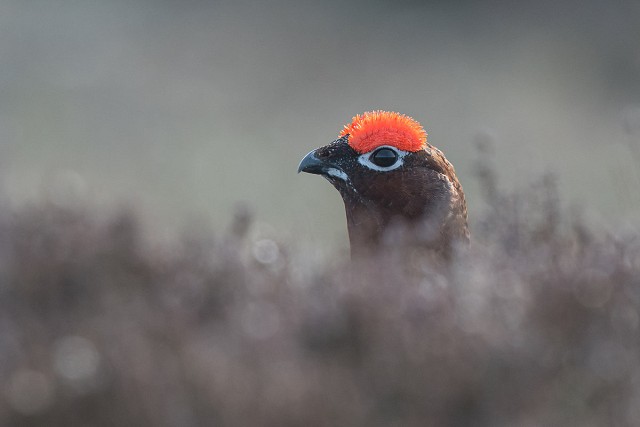 Red grouse wondering if it's safe to come out yet  © Tim Melling