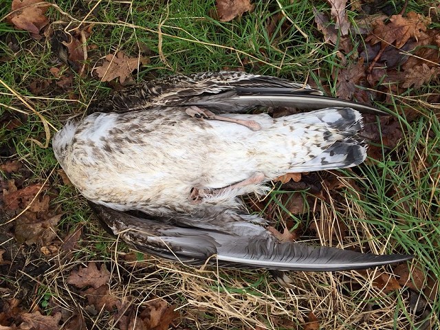 Ex-bird, cause of death unclear - the Birders Against Wildlife Crime website explains what to do in this situation  © Dan Bailey