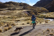 Making new friends,  Chicha followed us for 4 days over 5000m passes even when she got altitude sickness!