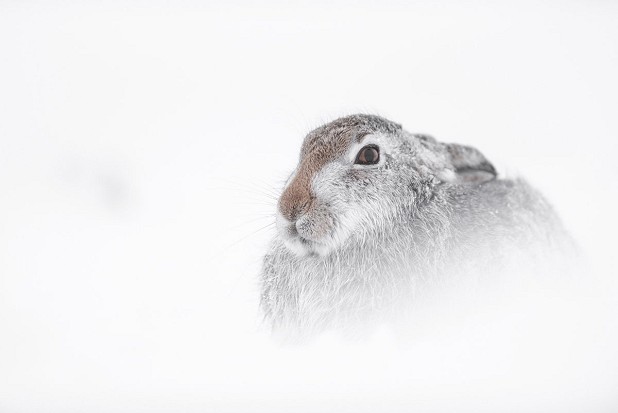 There are different ways to shoot a hare - try using a camera instead? Photo: James Roddie  © James Roddie
