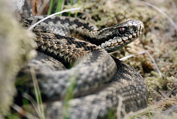 An adder. Get down at your subject's eye level – it creates a more effective visual connection with the animal  © James Roddie