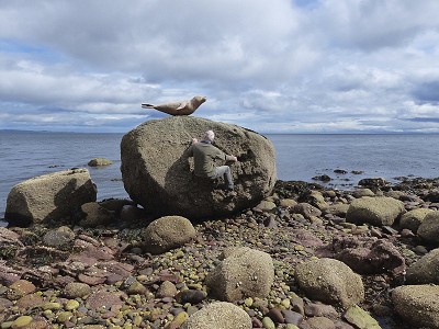 Seal boulder  © Cynthia Grindley