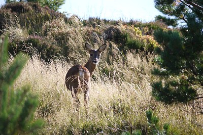 Deer seen while out walking on the Cairngorms, Scottish Highlands  © rtailford75