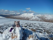 Piggy on Meall Glas with Ben Challum (yesterday's fun) in the background