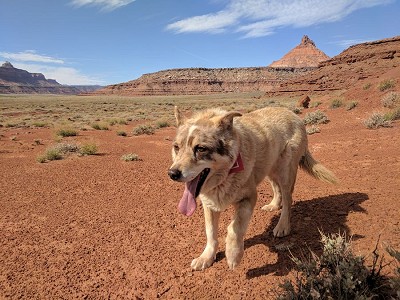 Sheila the Desert Dog.  © Chad Jukes