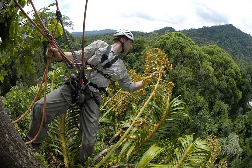 Working at height in Borneo in 2007.  © James Aldred