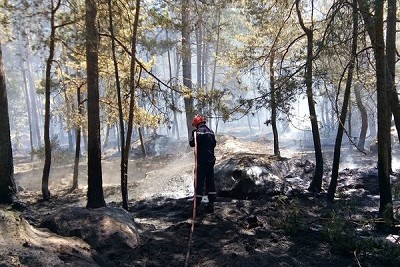 Forest fires are becoming increasingly common in Fontainebleau.  © Ville de Fontainebleau