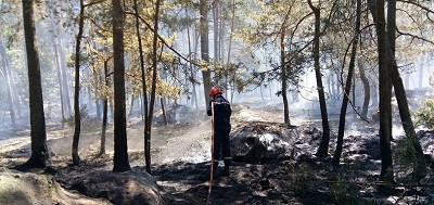 Forest fires are becoming increasingly common in Fontainebleau. An image from last month.  © Ville de Fontainebleau