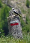 Wheatear showing the way on the GR5