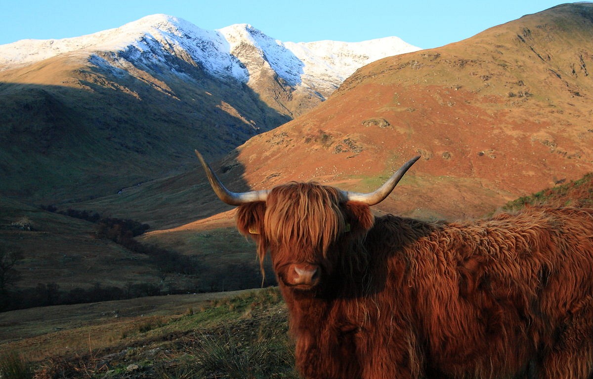 A hair-raising encounter in the highlands  © Dan Bailey