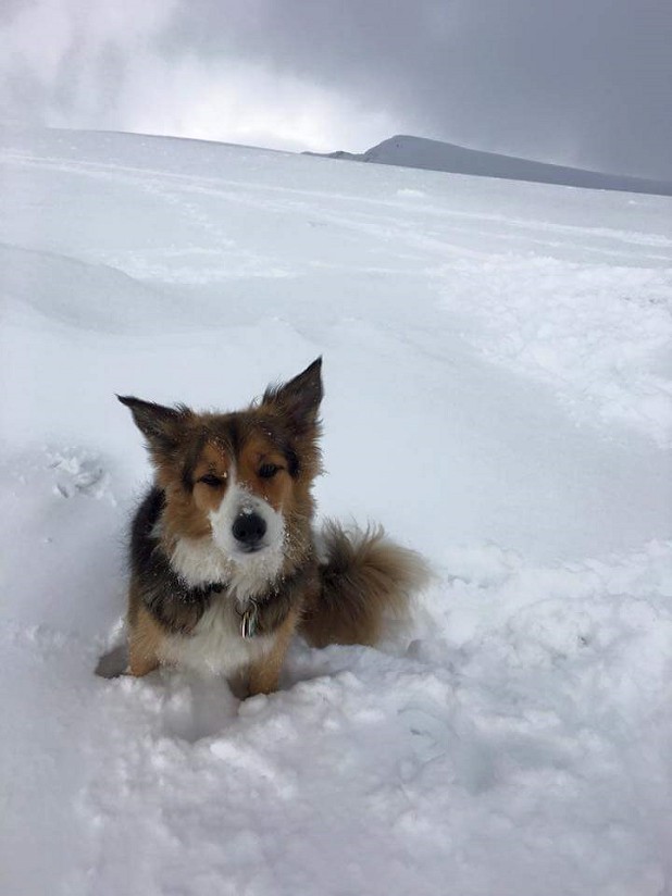 Deep snow can be hard on dogs  © Helen Howe