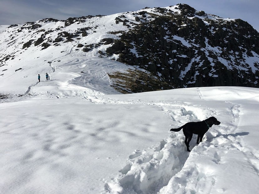 Dogs can enjoy a snowy day as much as humans  © Nick Brown