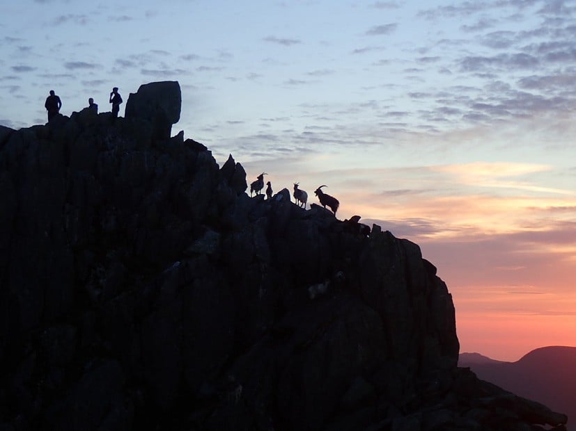 Goats summiting Tryfan at sunrise  © sponger46