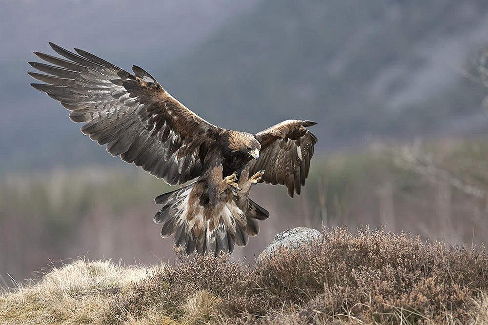 There's a risk that golden eagles will be disturbed when the projects are built  © www.scotlandbigpicture.com