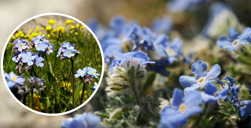 A smooth, slender forget-me-not (left) and it’s shorter, hairier counterpart: the alpine-forget-me-not (right).  © Finan Rodinson