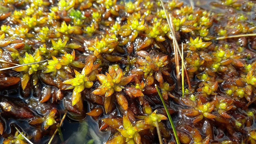 Sphagnum denticulatum - cowhorn bog moss  © Dom Hinchley