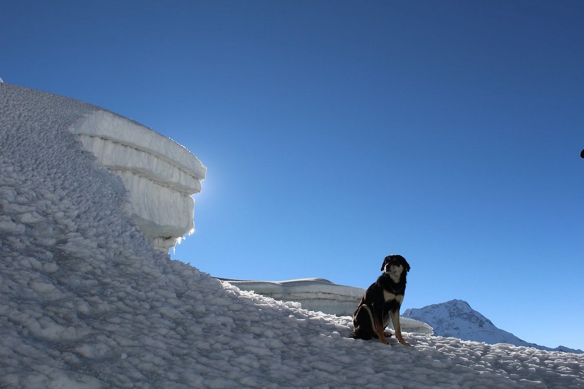 The dog who climbed a 7000m peak.  © Don Wargowsky