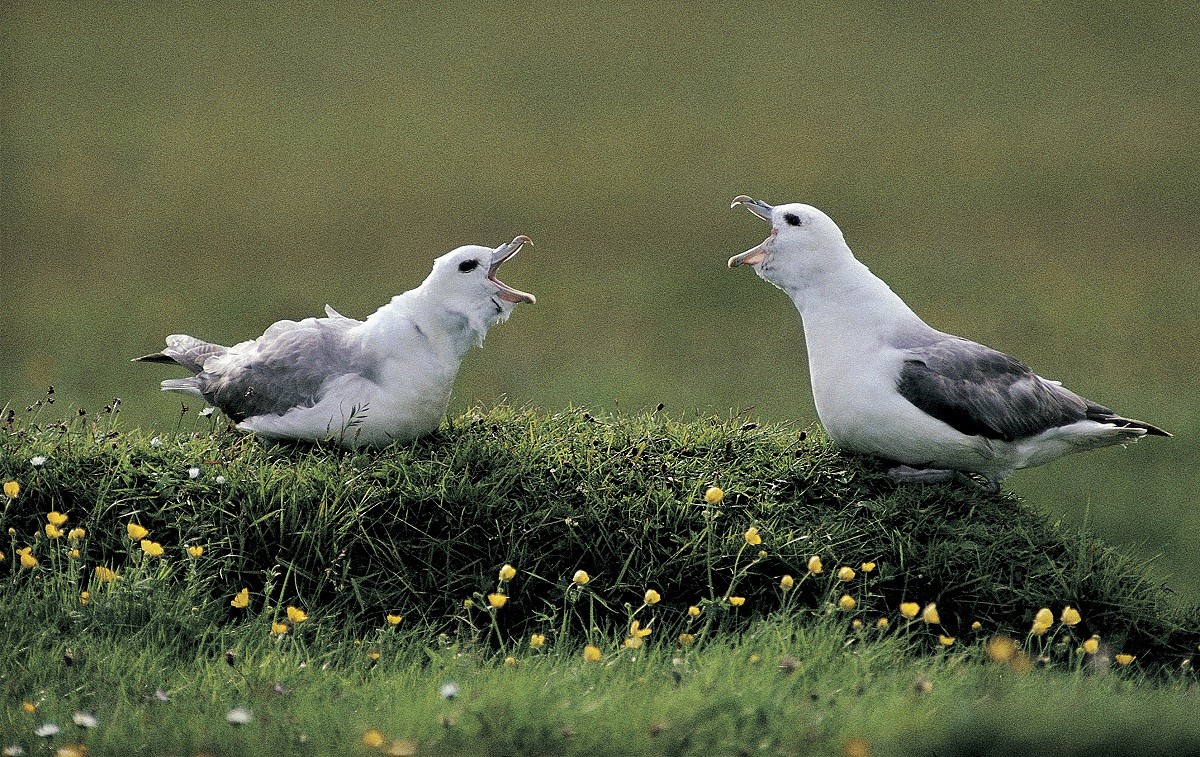 Fulmar pair engaged in cackling display, Shetland Islands  © Chris Gomersall (rspb-images.com)