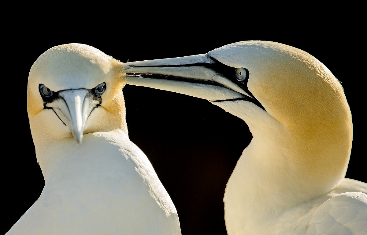 Northern gannet, Morus bassanus, pair engaged in some mutual preening  © Ben Andrew (rspb-images.com)