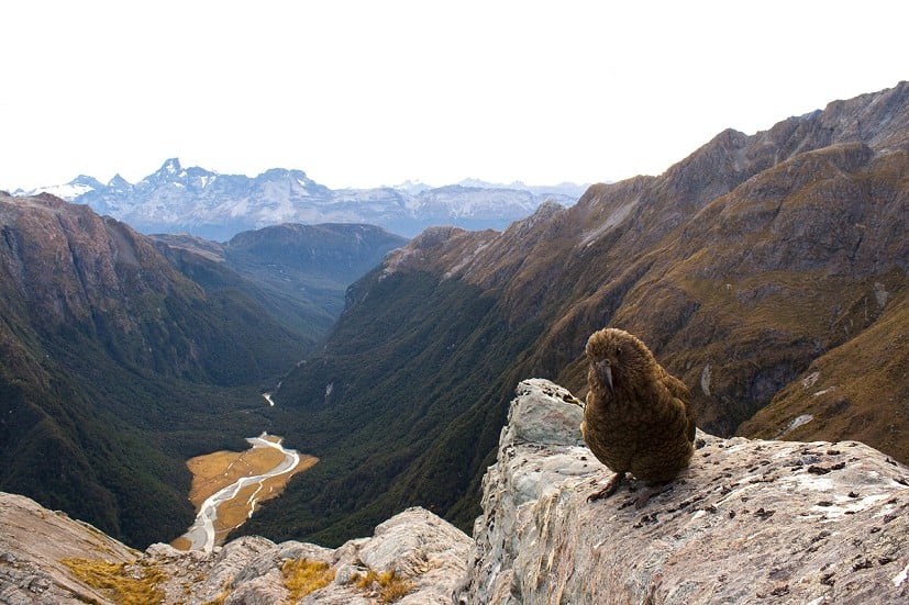 A Kea, one of the antiheroes of New Zealand's extensive birdlife, from above the Routeburn Track  © Calum Wadsworth