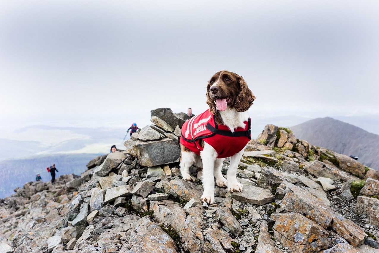 Leader of the pack; Genghis on top of Sgurr na Banachdich  © Adrian Trendall