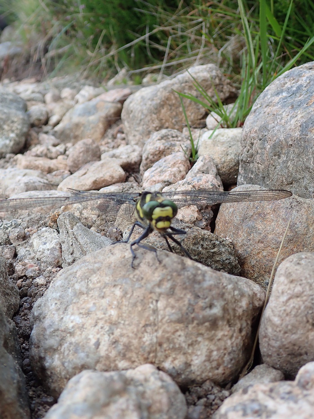Sample TG5 image. Dragonfly near Etachachan.  © RunningInCircles
