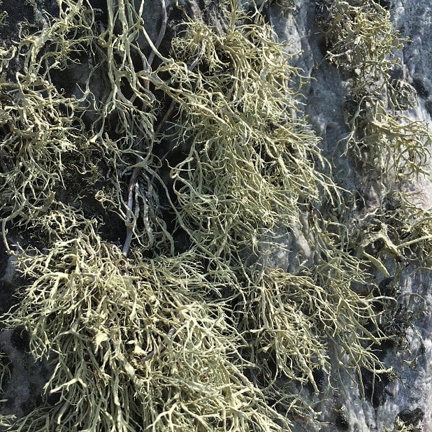 Lichen-covered.  © Sarah-Jane Dobner